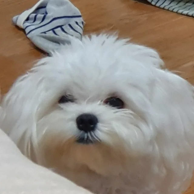 플라쯔