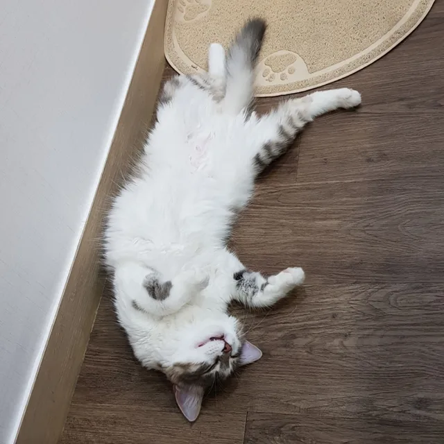 율집사
