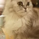 PEANUT