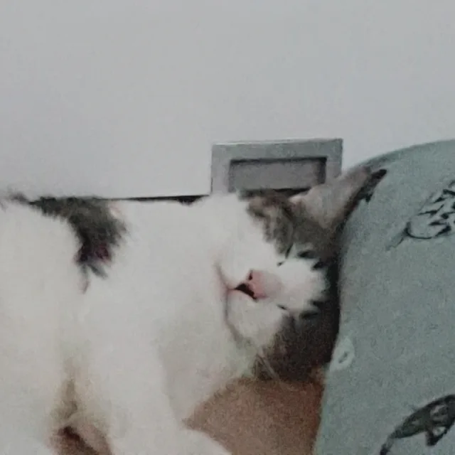 이햄