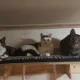 3묘집사