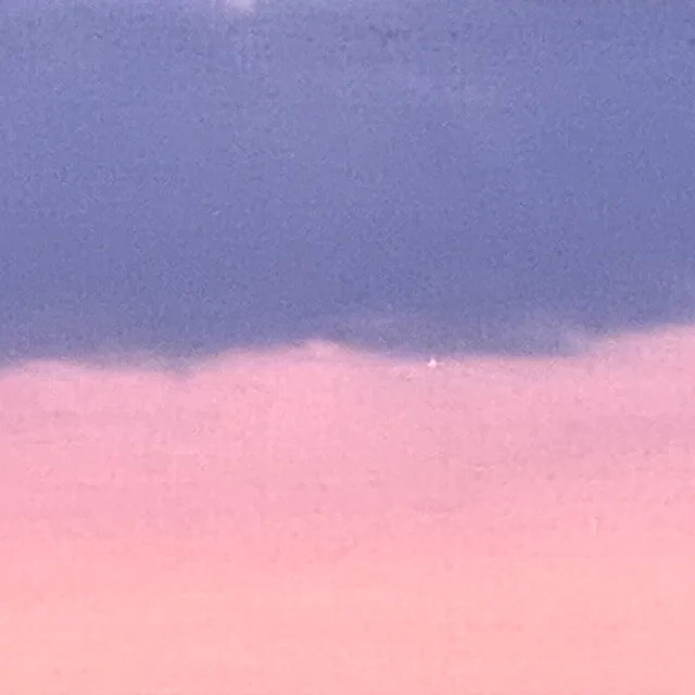 뿔소라