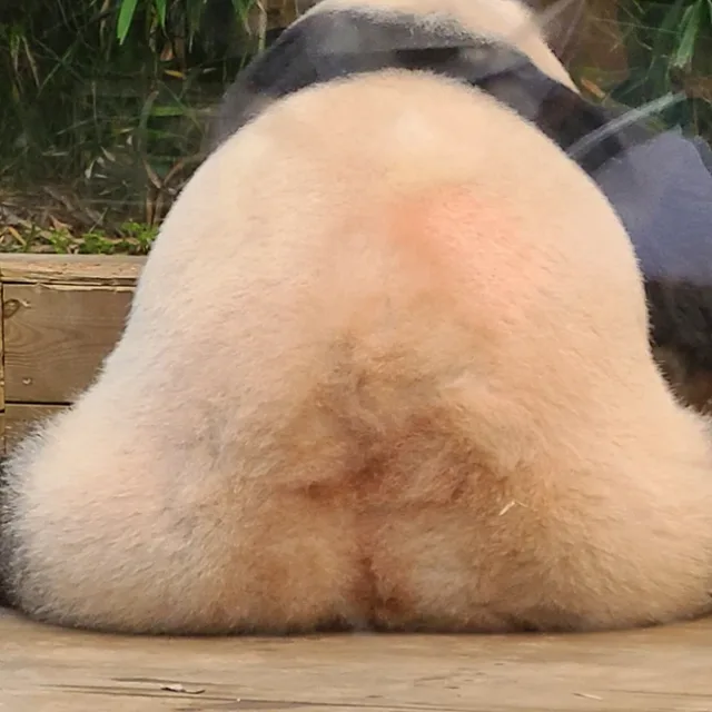 야옹멍멍