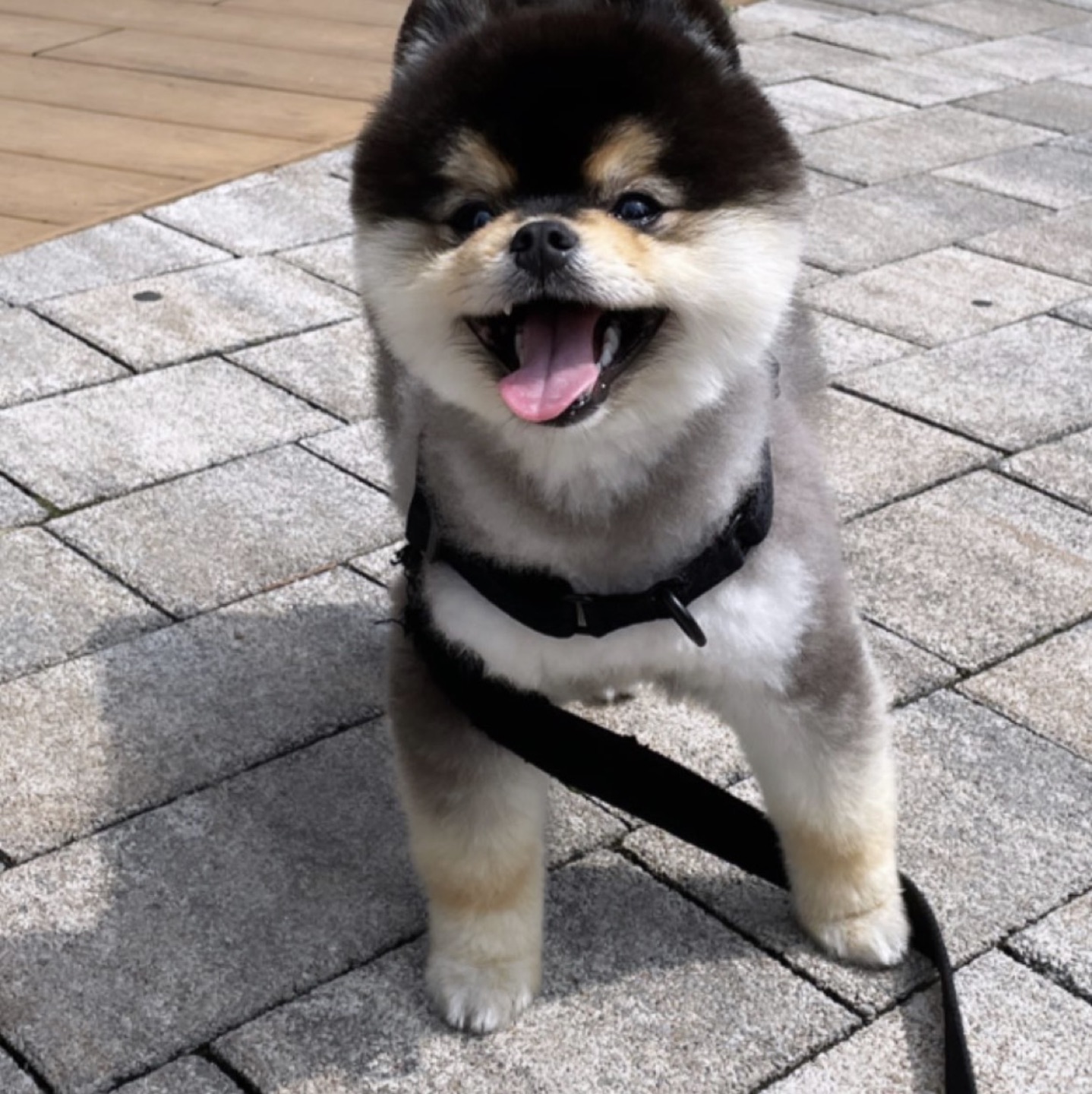 boogi05