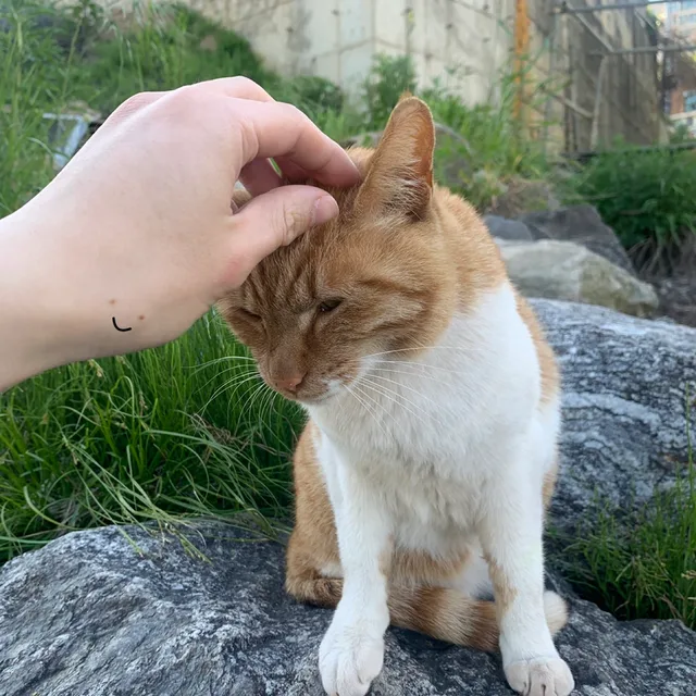 석이