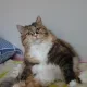 하루방