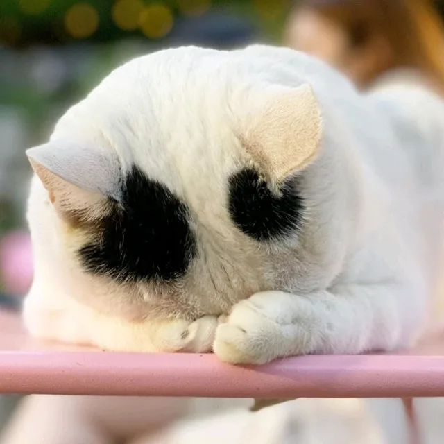 젼젼