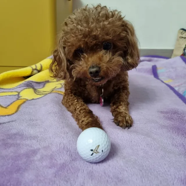 전투오빠