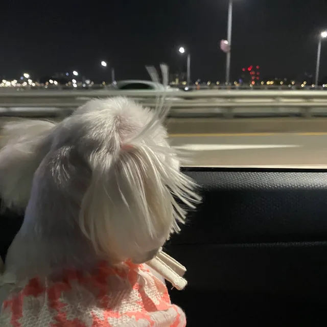 꼼냥