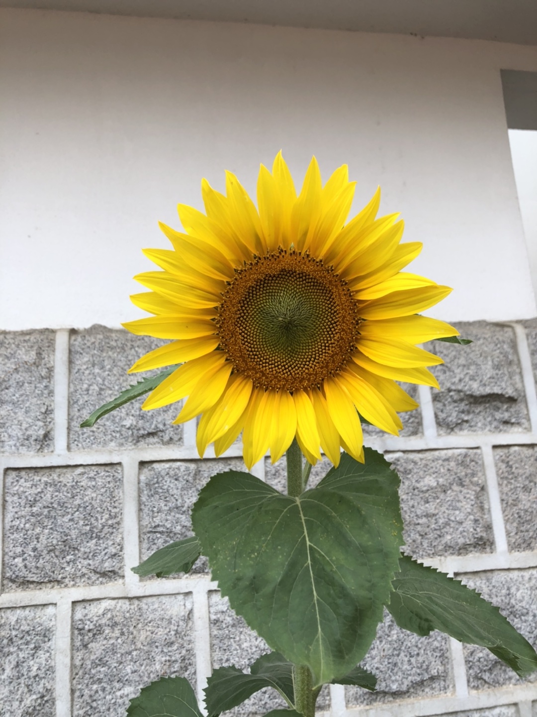 페퍼로니