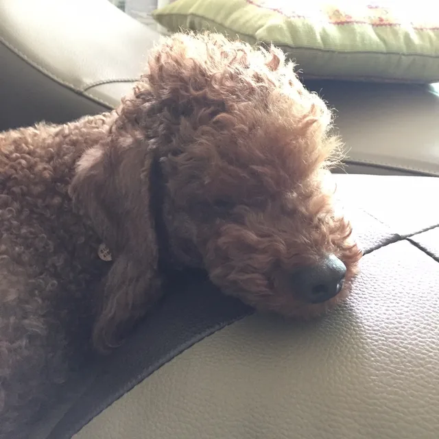 허니더쿠