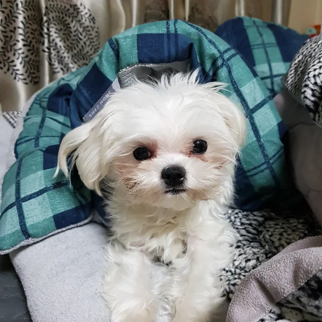 캔디
