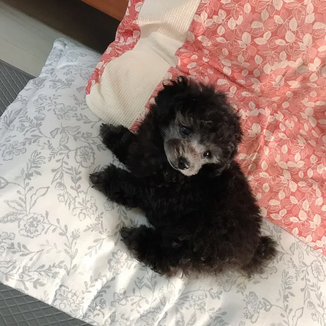 깡뿌