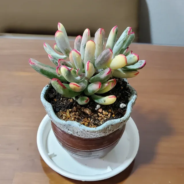 당근최고
