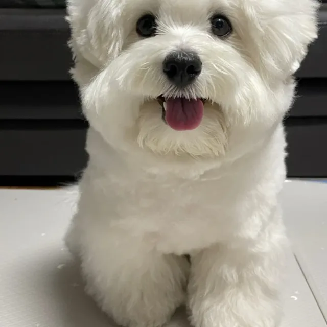 밍꾸류