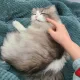 고양이대장