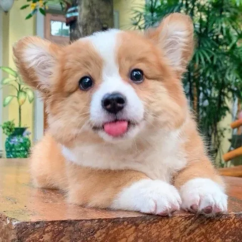 냥냥이
