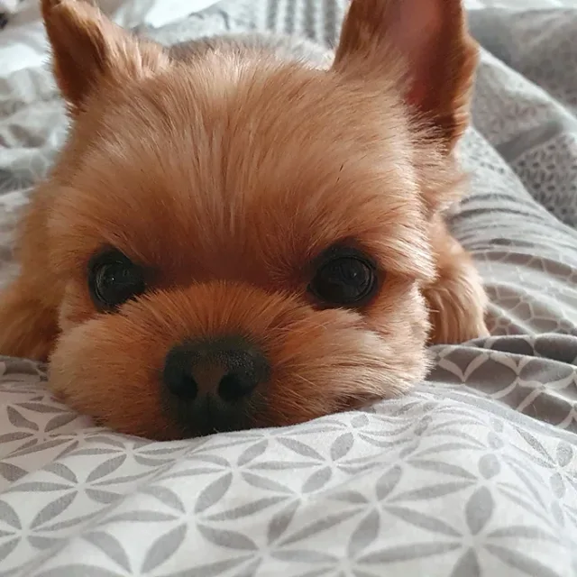 루비맘마