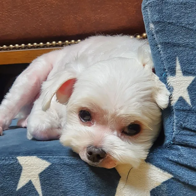 뿡어야아
