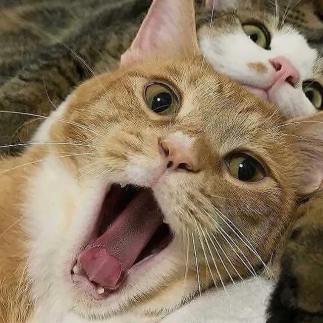 방좀치우자