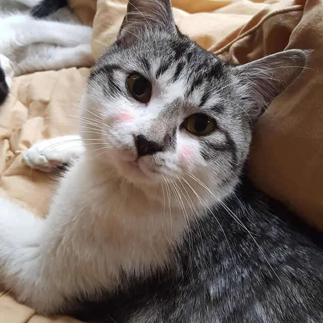 거래조아요