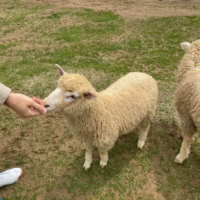 양양양양