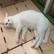 허니