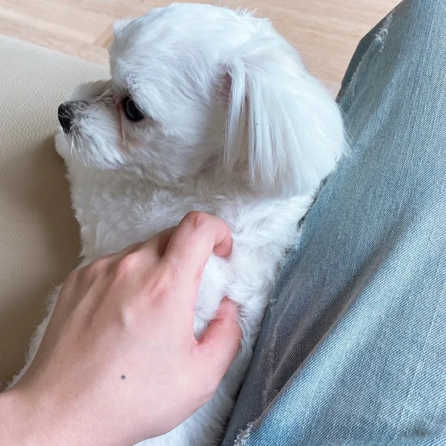 아이디머로