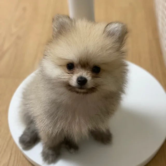 블랑