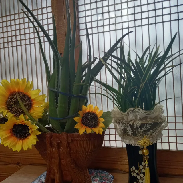 몽맘