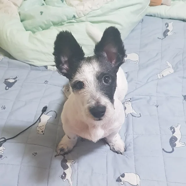 곰중이
