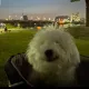 호호호아줌마