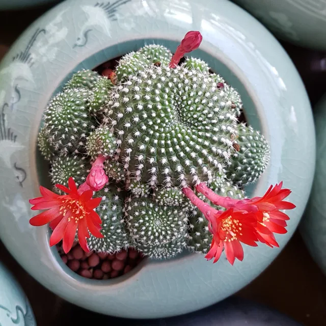 엔돌핀