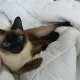 모모찡