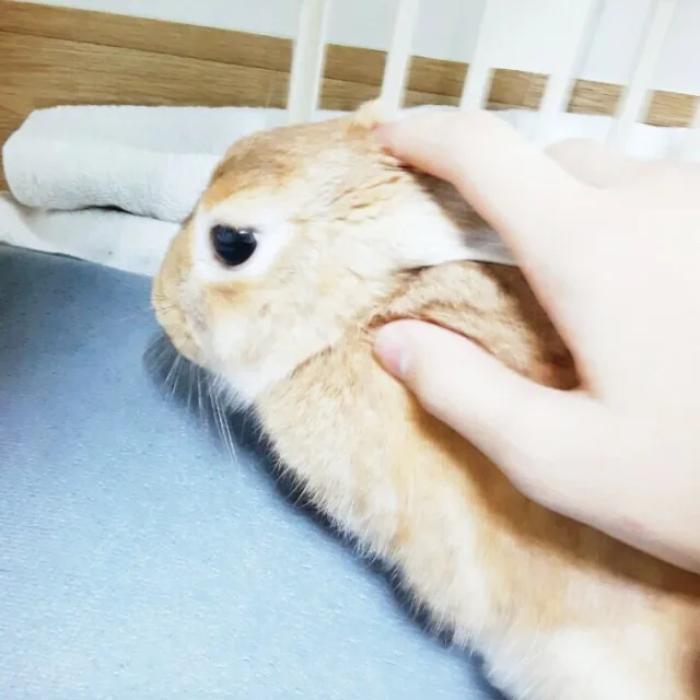 하루살이