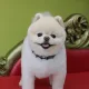 샤넬박