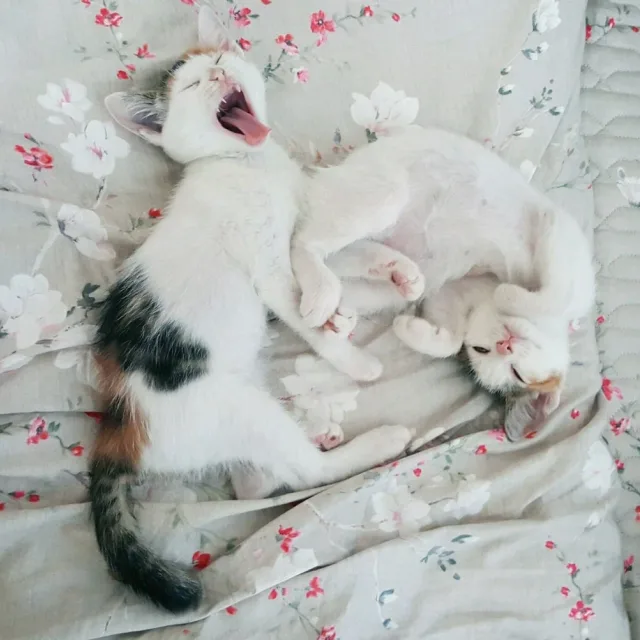 알콩달콩