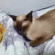 김도리스