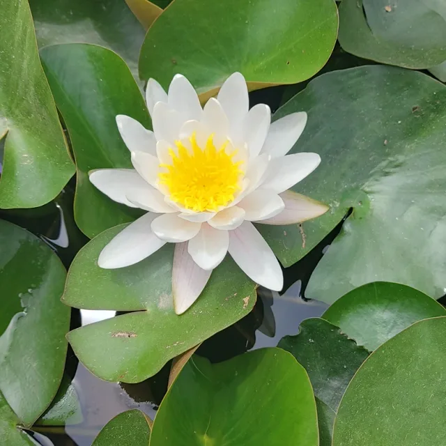 풀잎