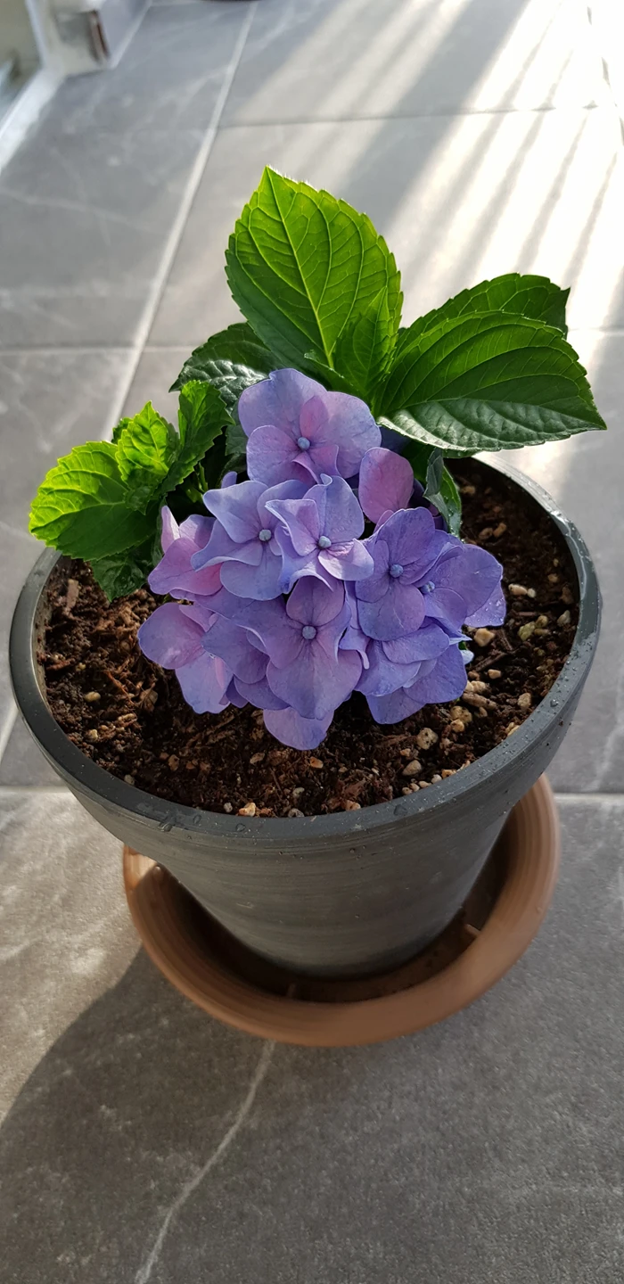별바람
