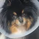 화이트오프