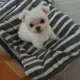 밍코별