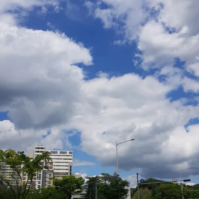 비비