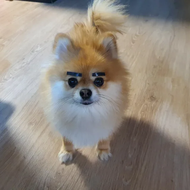루시드