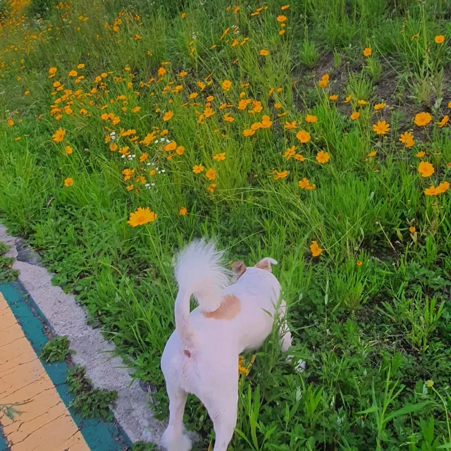 이슈곰