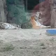 필봉산호랭이