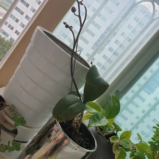 profile