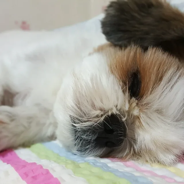강가딘