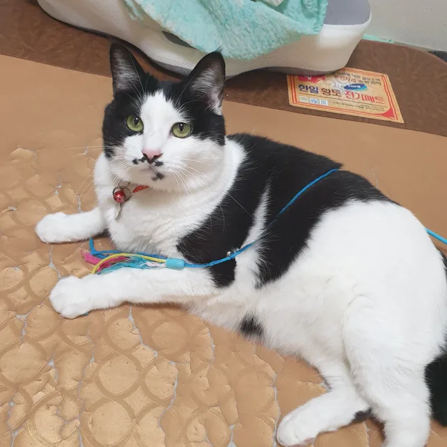 마이오