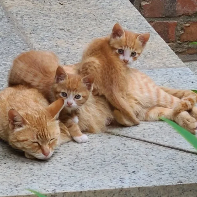 엔프제